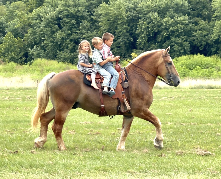 Registered Belgian Stallion MUST SEE 