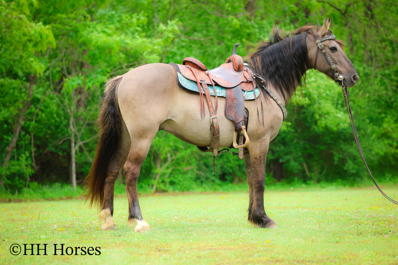 VERY HANDSOME, WELL TRAINED GRULLA ANDALUSIAN QUARTER HORSE CROSS GELDING, SHOWN, TRAIL RIDE, RANCH WORK