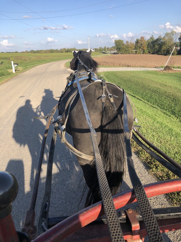 13.3 Driving Cob Pony With Cart 