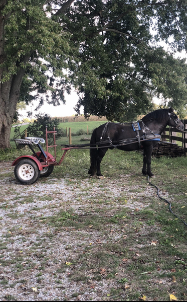 13.3 Driving Cob Pony With Cart 