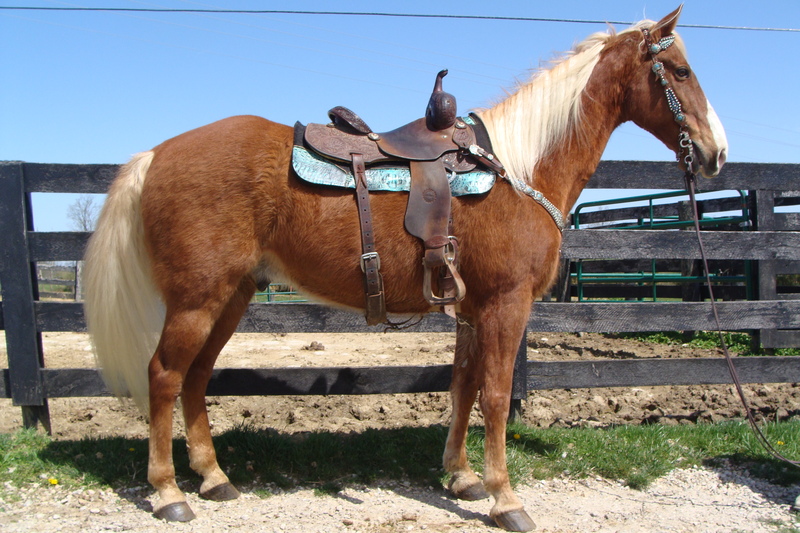BEGINNER SAFE AND YOUTH FRIENDLY DARK PALOMINO GAITED GELDING, ANYONE