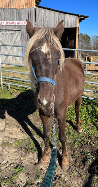 Sweet Gorgeous Chocolate 2 Year old Gelding