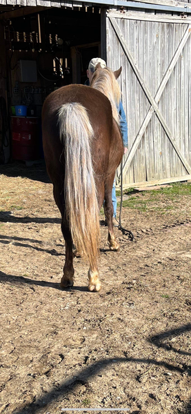 Sweet Gorgeous Chocolate 2 Year old Gelding