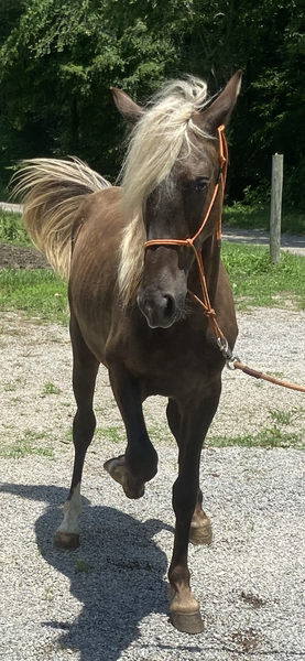 Sweet Gorgeous Chocolate Yearling Gelding