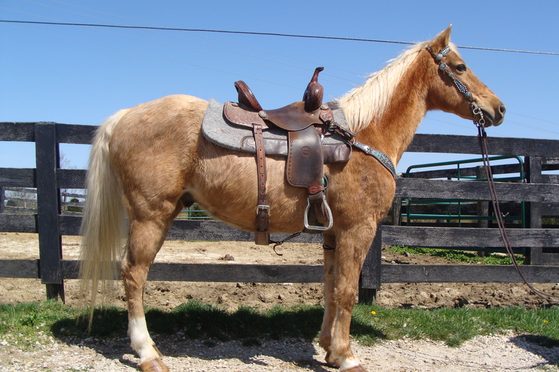 BEGINNER SAFE & KID BROKE PALOMINO Missouri Fox Trotter GELDING, SUPER