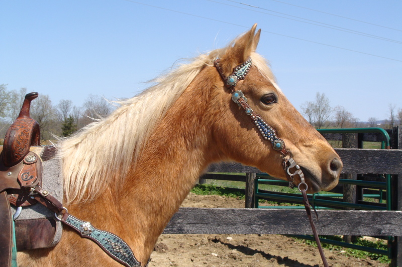 BEGINNER SAFE & KID BROKE PALOMINO Missouri Fox Trotter GELDING, SUPER