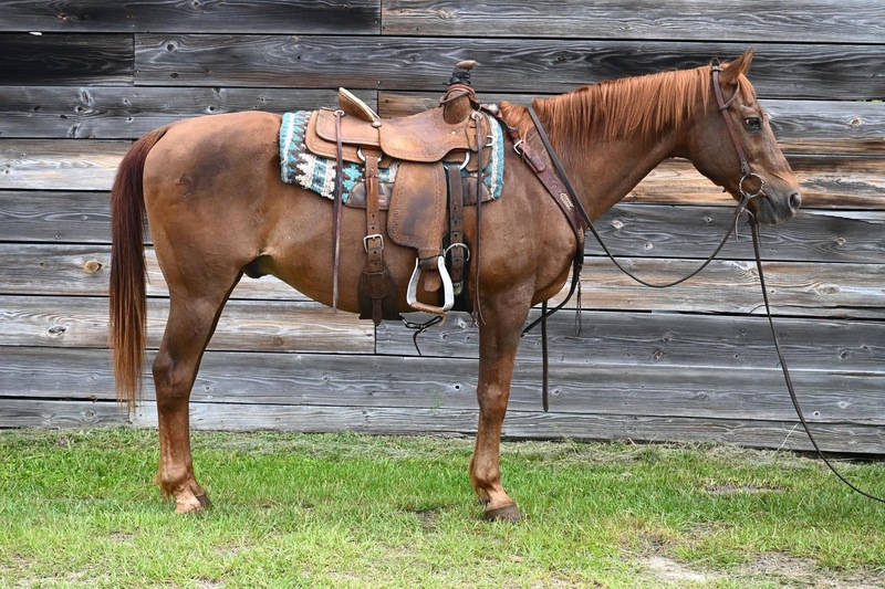 Very gentle and laid back QH trail gelding 