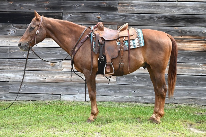 Very gentle and laid back QH trail gelding 