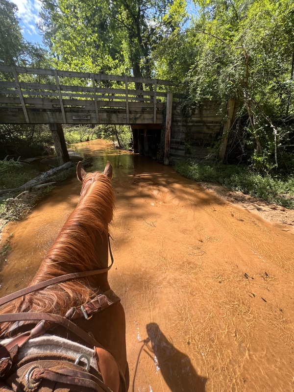 Very gentle and laid back QH trail gelding 