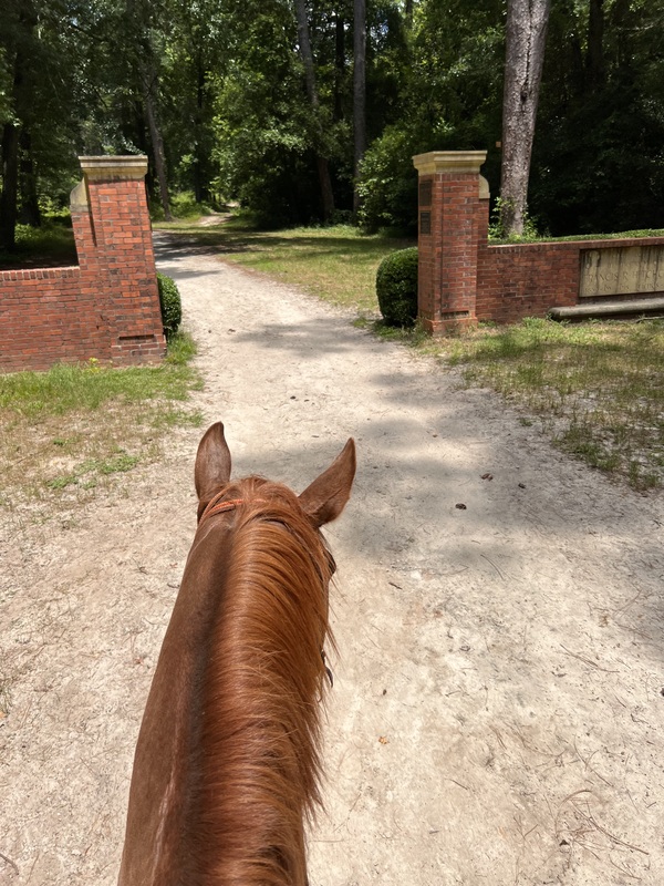 Very gentle and laid back QH trail gelding 