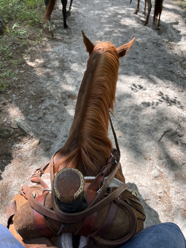 Very gentle and laid back QH trail gelding 