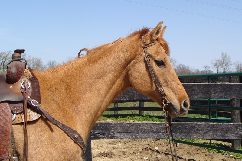 BEGINNER SAFE RED DUN GELDING, YOUTH FRIENDLY, ANYONE CAN RIDE For Sale
