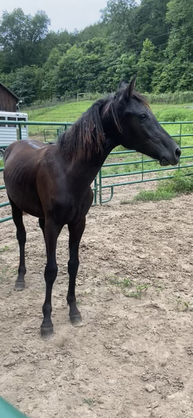 Beautiful Sweet Black Yearling. Colt 