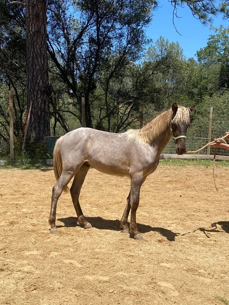 Gorgeous 2 Year Old Chocolate Roan Colt  