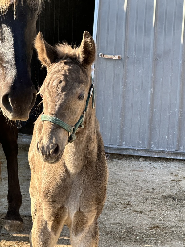 Well Bred Chocolate Weanling Filly