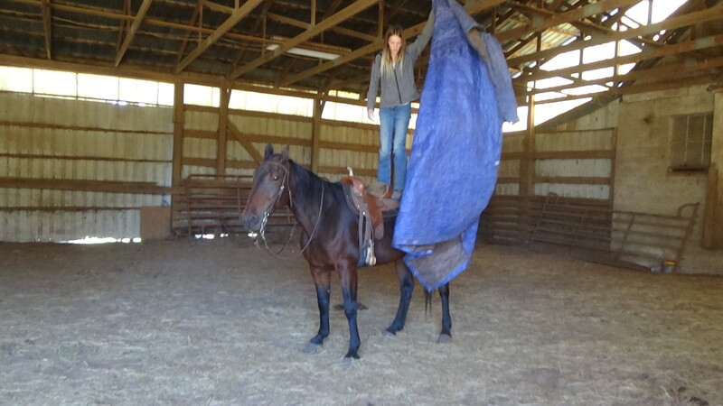 Family Horse ANYBODY CAN RIDE QUIET and SAFE