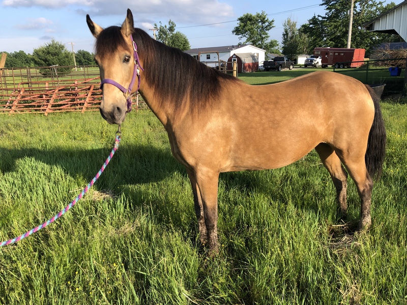 Foundation Bred Buckskin Broodmare 