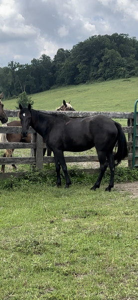 Beautiful Black 3 Yr Old Ready To Start Filly