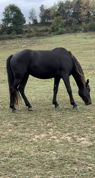 Beautiful Black 3 Yr Old Ready To Start Filly