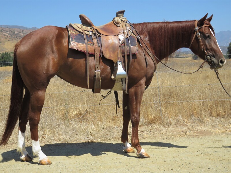 4 YEAR OLD 15.2 HAND SORREL MARE