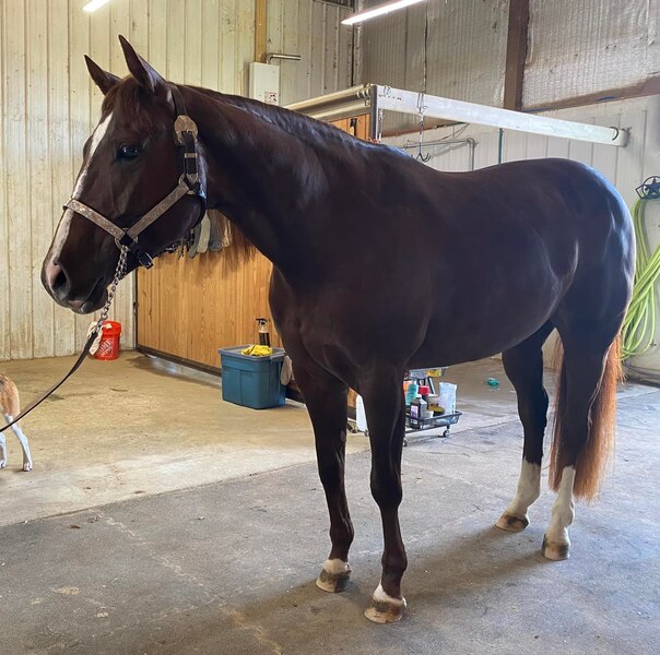 4 YEAR OLD 15.2 HAND SORREL MARE