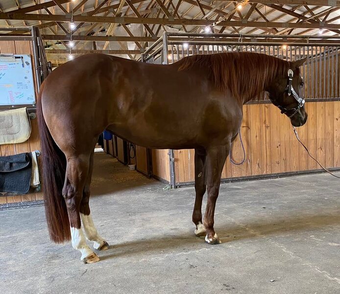 4 YEAR OLD 15.2 HAND SORREL MARE