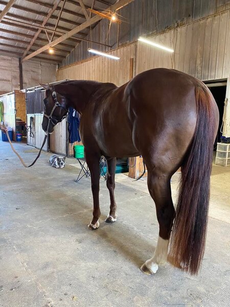 4 YEAR OLD 15.2 HAND SORREL MARE