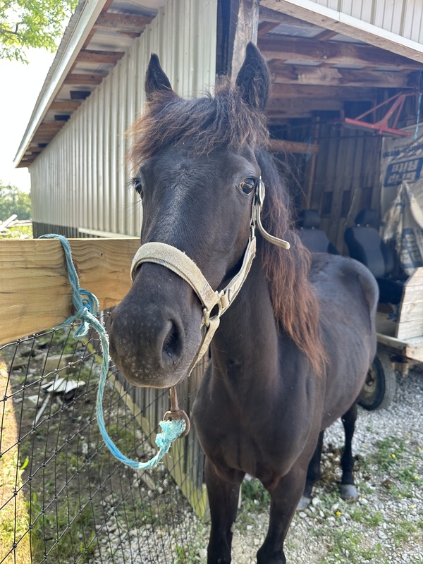 Well Made Sweet Black Yearling 