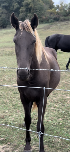 Stunning 3 Year Old Ready To Start 