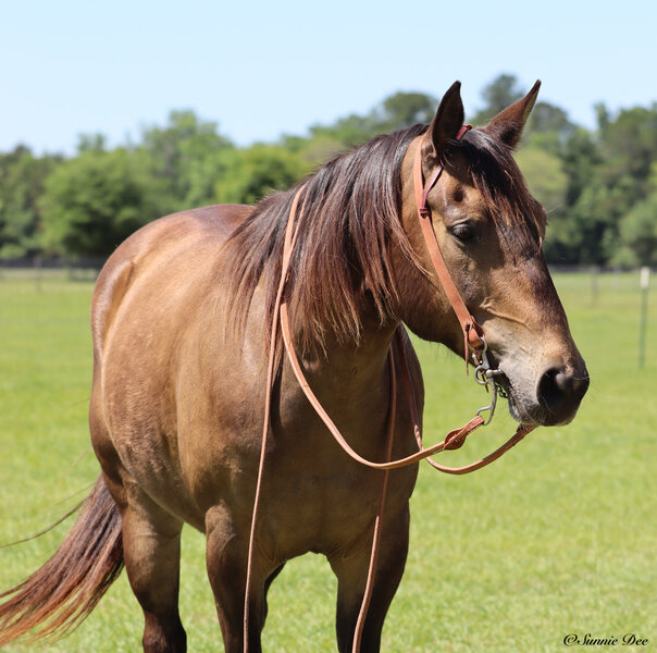 8 YEAR OLD 15 HAND BUCKSKIN GELDING