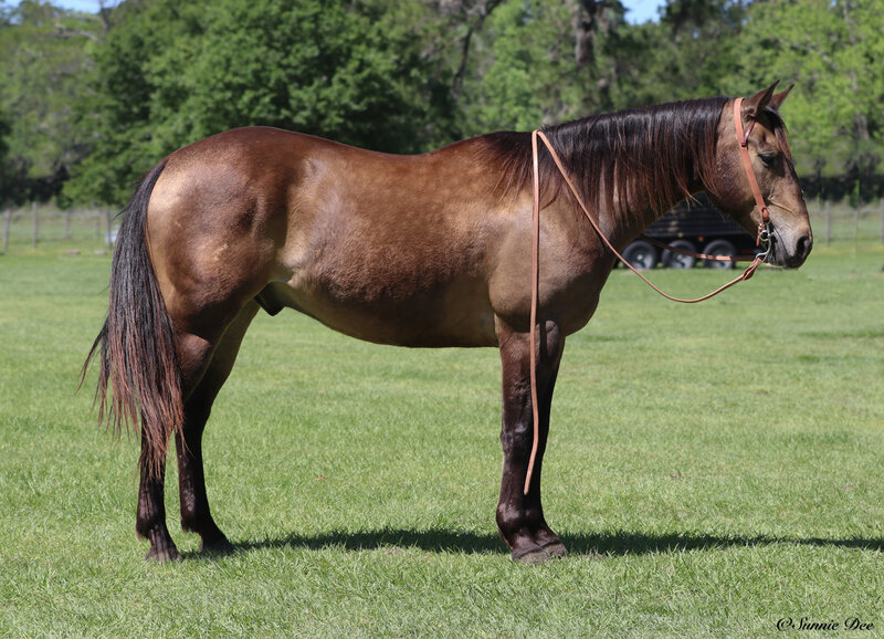 8 YEAR OLD 15 HAND BUCKSKIN GELDING