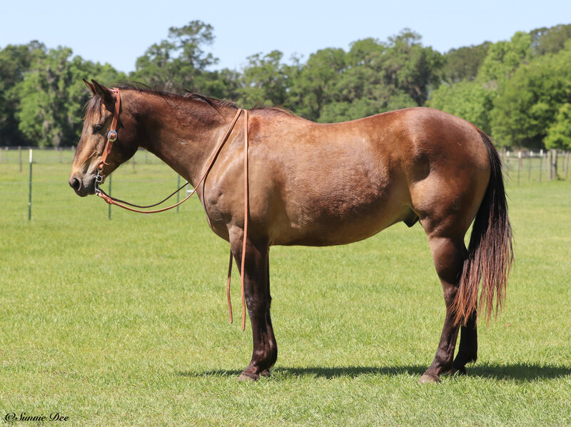 8 YEAR OLD 15 HAND BUCKSKIN GELDING