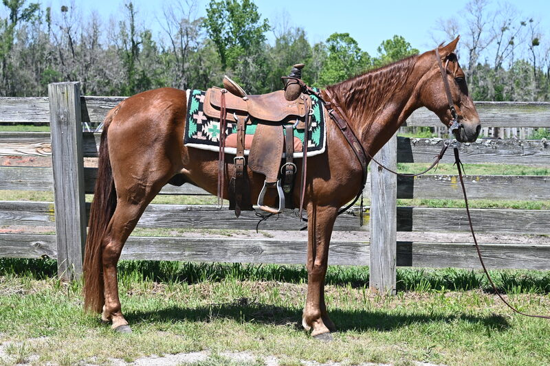 Nice 8yo Sorrel TWH Field Trial/Trail Horse