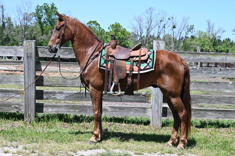 Nice 8yo Sorrel TWH Field Trial/Trail Horse