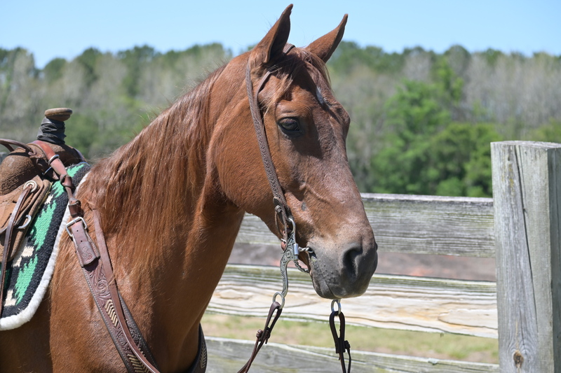 Nice 8yo Sorrel TWH Field Trial/Trail Horse