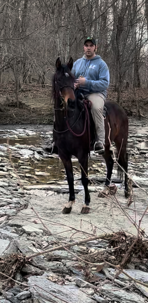Smooth Gaited Trail Horse