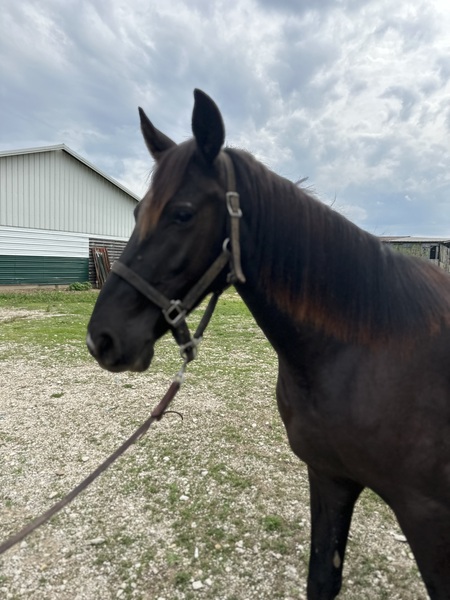 Smart, Easy To Train 3 Yr Old Gelding 