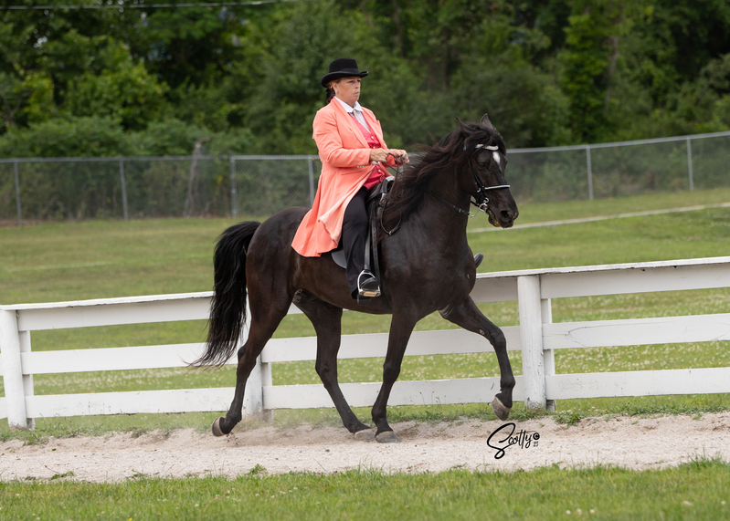 Smart, Easy To Train 3 Yr Old Gelding 