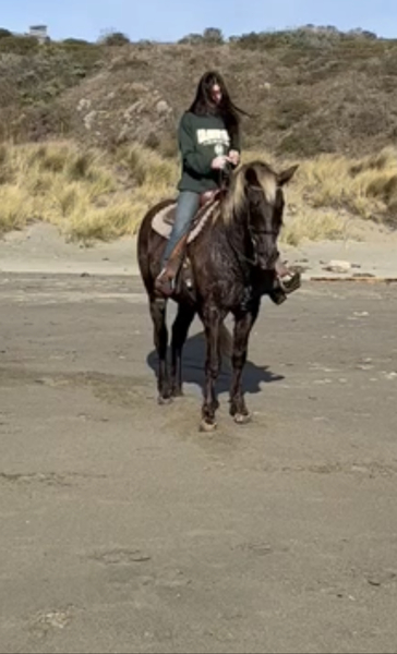 Gorgeous 16 Hand Experienced Chocolate Gelding  