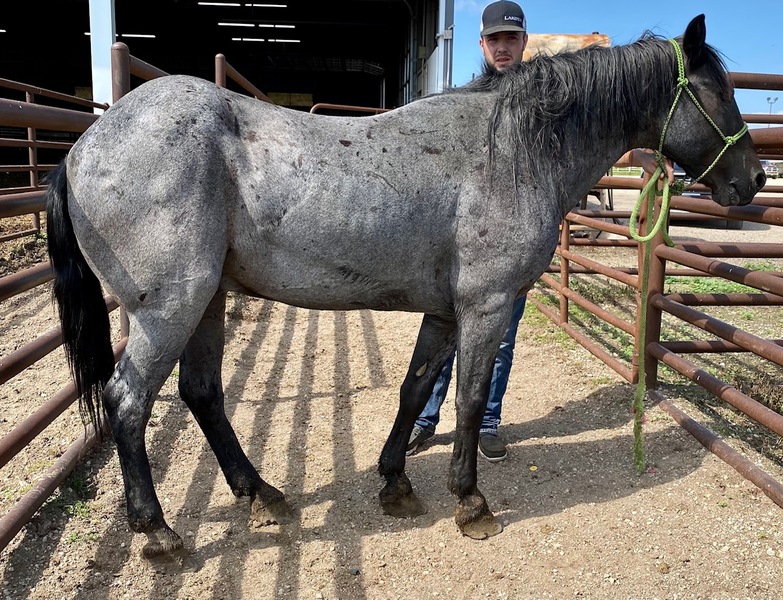 Horses for Sale