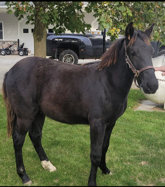 Well Bred Handsome Colt