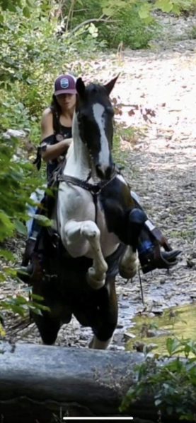 16.2 Novice Safe Experienced Trail Horse