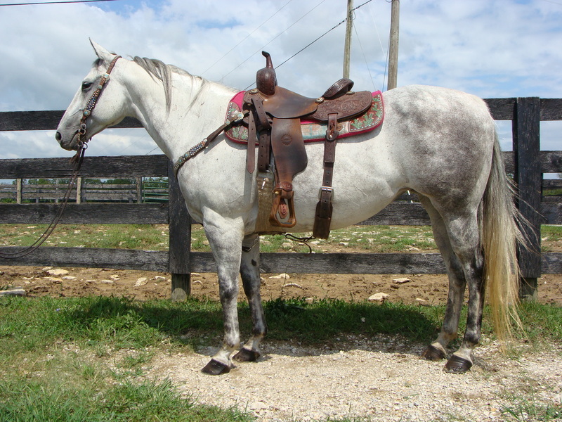 VERY PRETTY DAPPLE GRAY QUARTER HORSE MARE, BEEN TRAIL RIDDEN For Sale