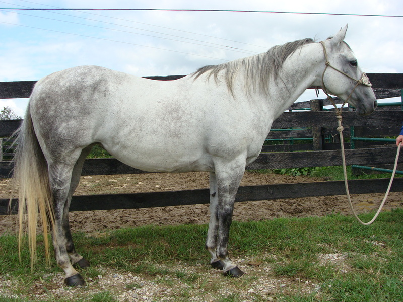 VERY PRETTY DAPPLE GRAY QUARTER HORSE MARE, BEEN TRAIL RIDDEN For Sale