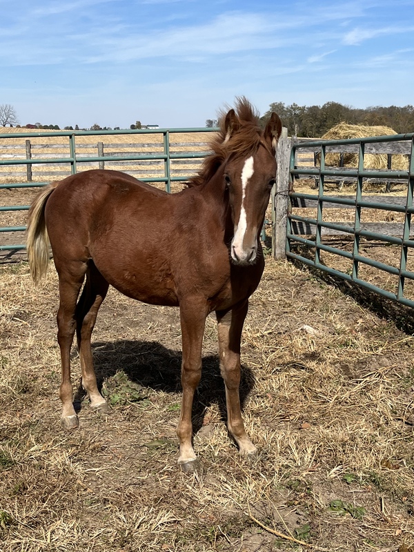 Sweet Well Bred Weanling Filly 