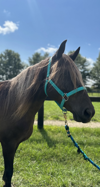 14.3 Gorgeous Sweet Chocolate Mare