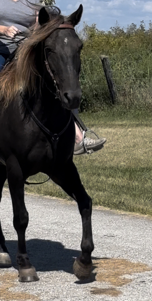 15 Hand Experienced Neck Reining Trail Horse 