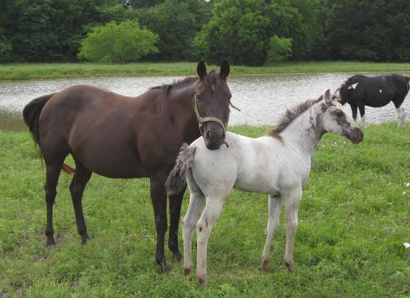 Black Mare infoal to Homo Grulla stallion