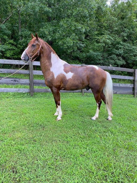 Flashy Gelding With Tons Of Experience!