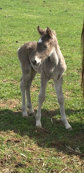 Beautiful Chocolate Weanling Colt 